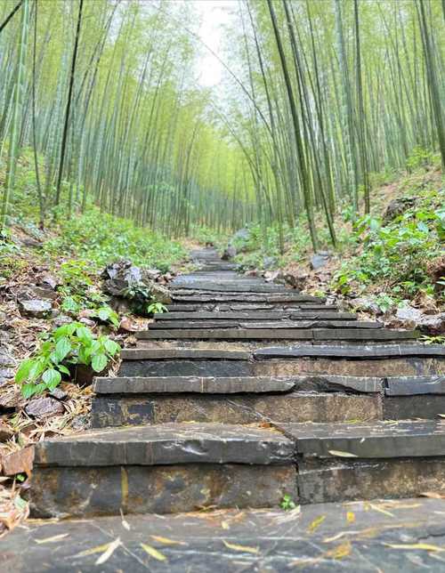 九华天池入口麻石台阶旁的毛竹林