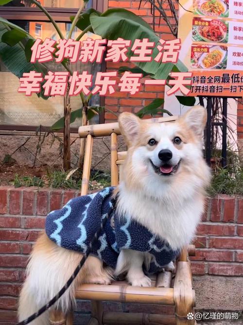 越来越多新养宠场景，规则正在慢慢长出新样子
