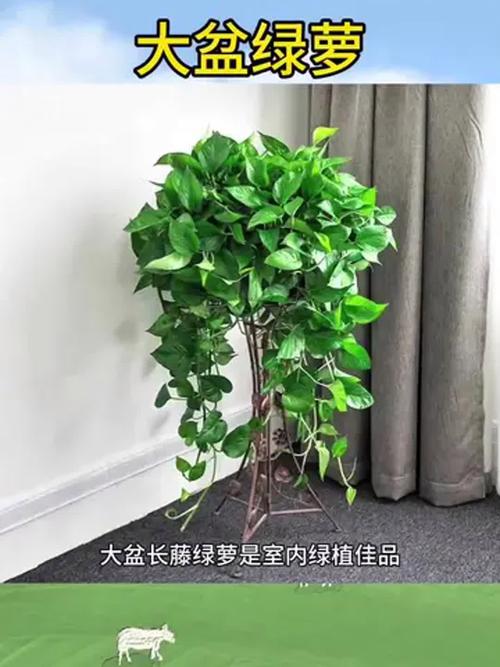 朝北阳台角落拖长藤的绿萝盆栽