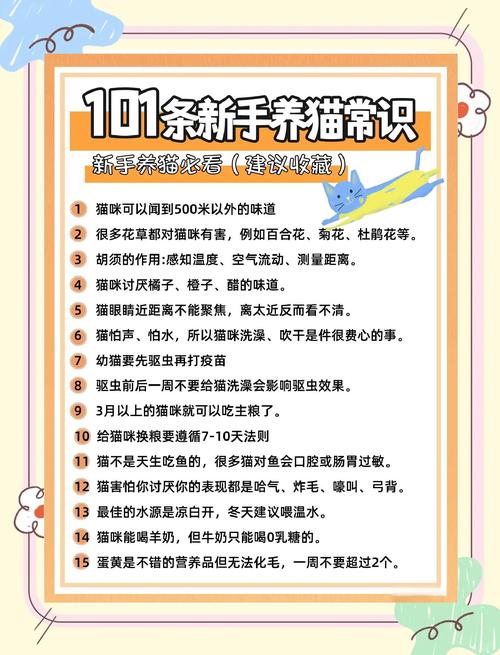 养出不复发的猫,这些日常细节比吃药管用