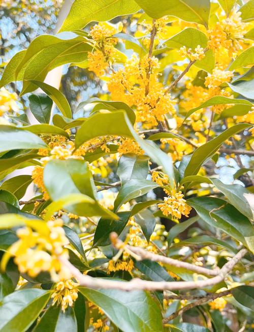 秋季杭州蒋村公交站前路边桂花树