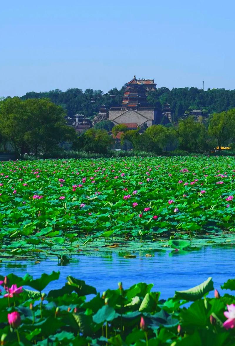 北京颐和园昆明湖夏荷岸柳风光