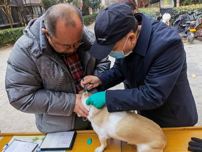 社区流浪猫狂犬病疫苗接种现场