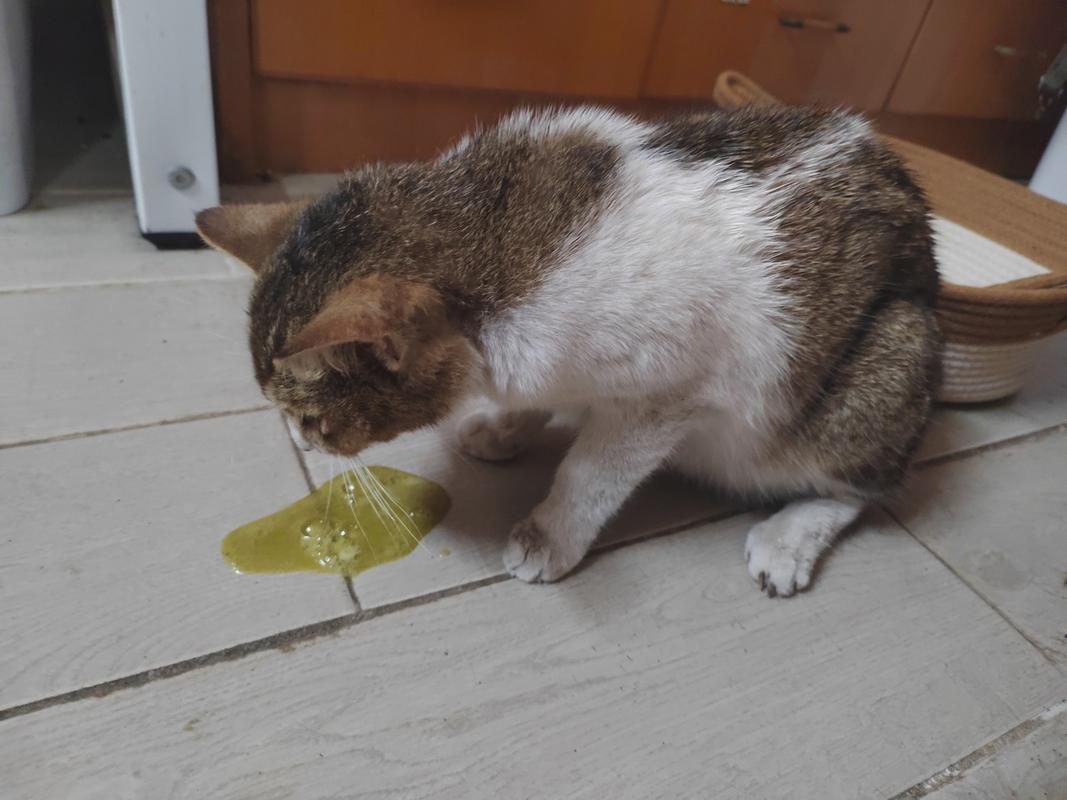 猫咪蹲在地板上准备呕吐的真实抓拍