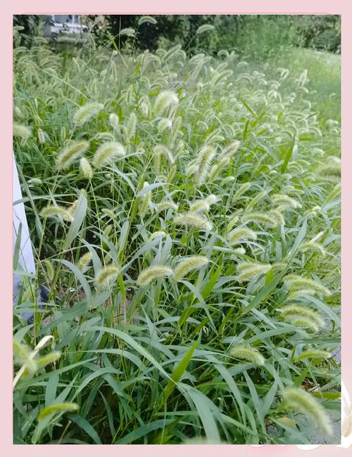 小学北围墙下丛生的狗尾草草丛
