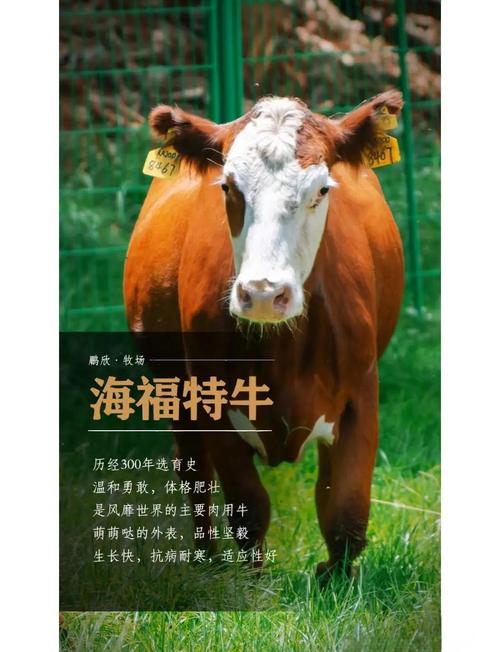 进口品牌:确实牛,但牛得你未必用得上