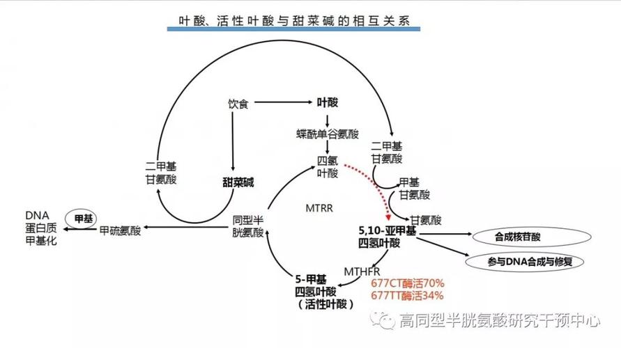普通叶酸与活性叶酸代谢路径对比示意图