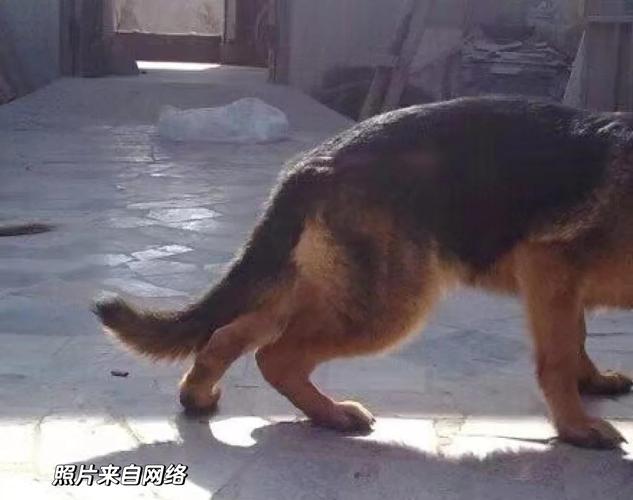 犬椎间盘突出发病早期弓背走路示例