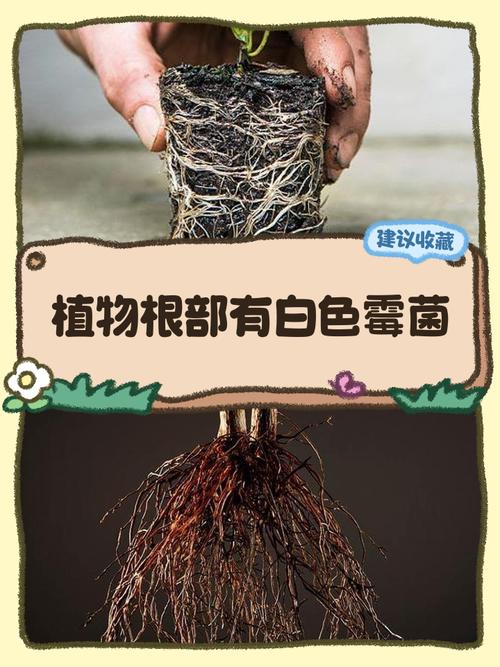 干货天然防潮:老辈人传的接地气生活妙招-仁者医