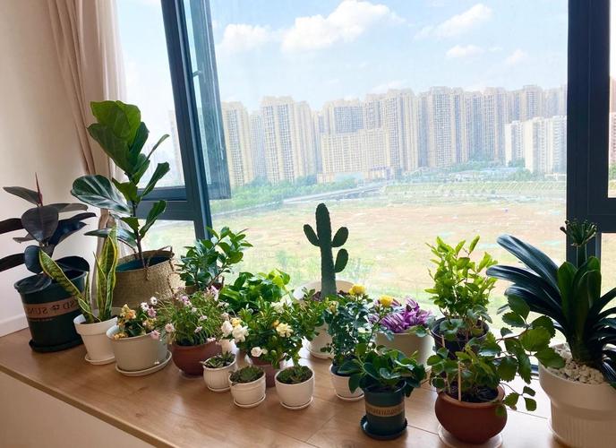 北向3平米小户型窗台绿植搭配实拍