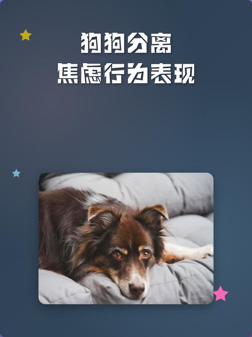 狗狗分离焦虑发作时的行为监控截图