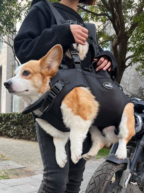 城市遛狗正确佩戴宠物胸背带场景图