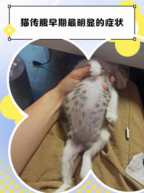 湿性猫传腹猫咪腹部肿大实拍