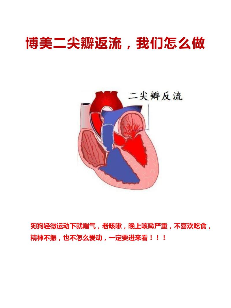 狗狗早期二尖瓣反流心超影像标注图