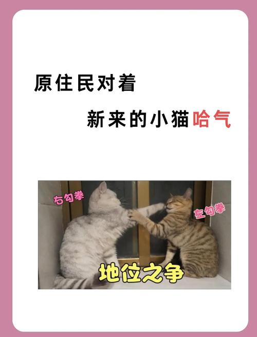 多宠家庭原住民猫咪对新猫哈气警告场景