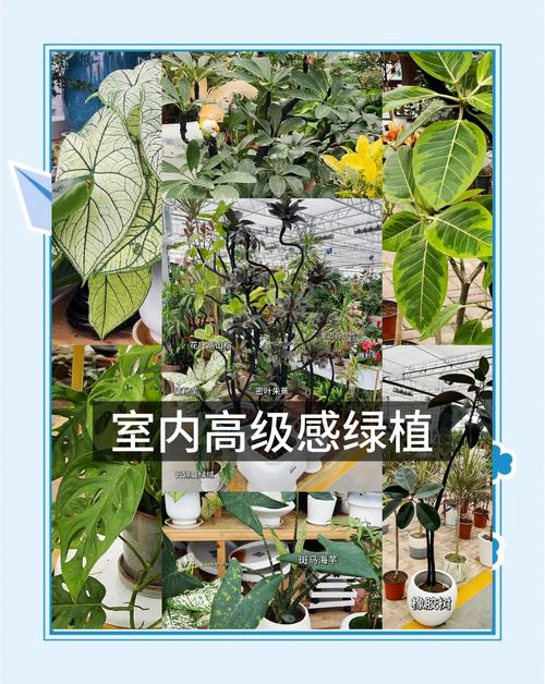 🌿 绿植与自然，治愈彼此的焦虑