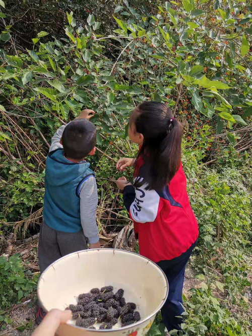 放学之后去后山摘野果的未成年学生