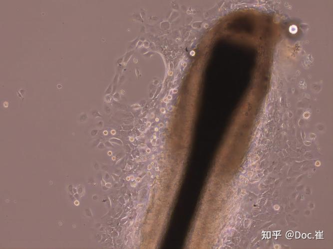 显微镜下老鼠干细胞培育的带有毛囊的人工皮肤