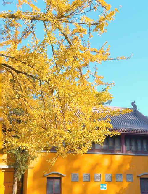 南京钟山灵谷寺深秋银杏景观