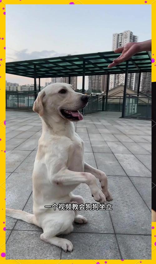 主人训练狗狗坐下等待不扑人