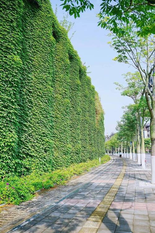 城市小区围墙爬山虎的脚实景实拍
