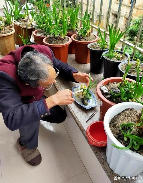 退休老人阳台整理盆栽挑拣老弱植株的实拍图