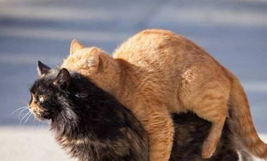 猫咪发情周期最佳配种时间节点图
