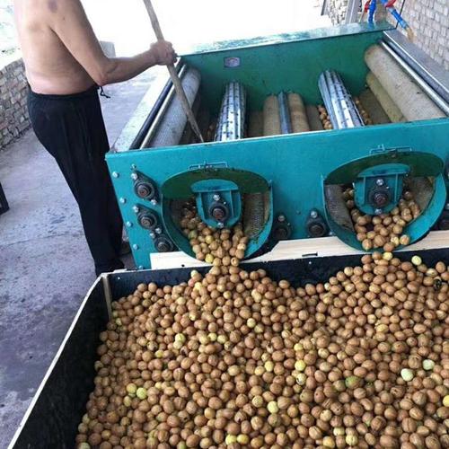 粮油加工厂核桃脱皮机现场开机实拍