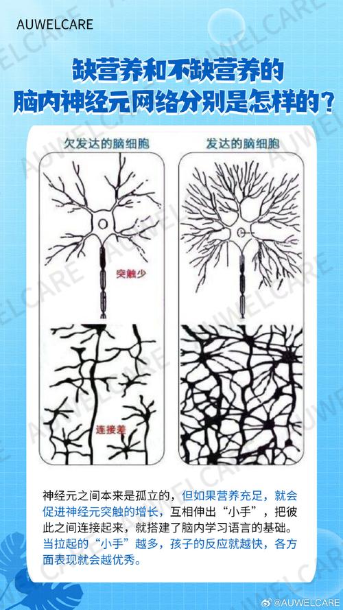 幼儿期大脑神经元连接示意图