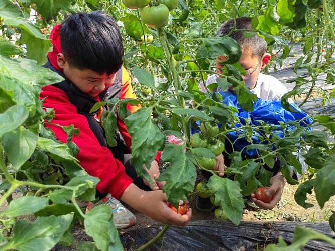 小学生校园农场劳动课采摘蔬菜