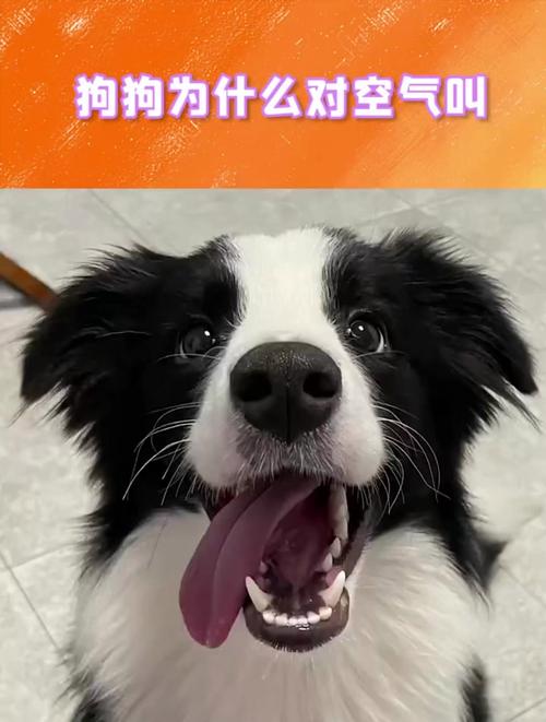 突然盯着空气看……它是不是看到不干净的东西?