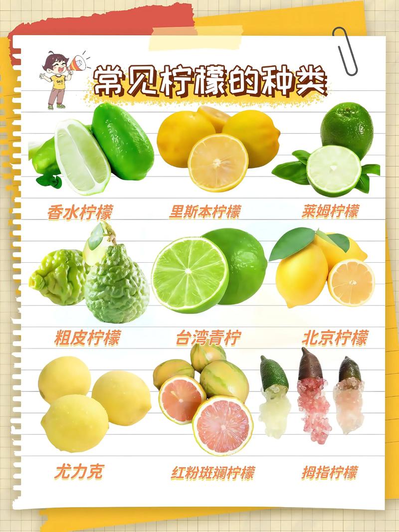 柠檬:一个酸到让你皱眉,却爱不释手的黄色奇迹-因为所以