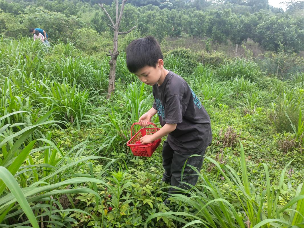 森林幼儿园老师带领儿童识别可食用野莓