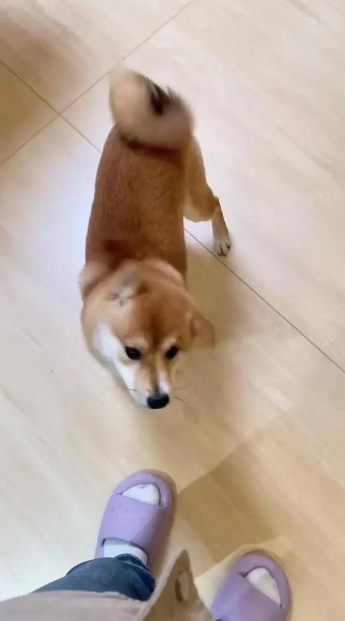 柴犬在客厅听到指令后紧急刹车坐下的训练场景