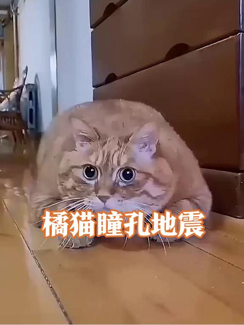 橘猫把冻干压在肚子底下瞳孔放大盯向镜头