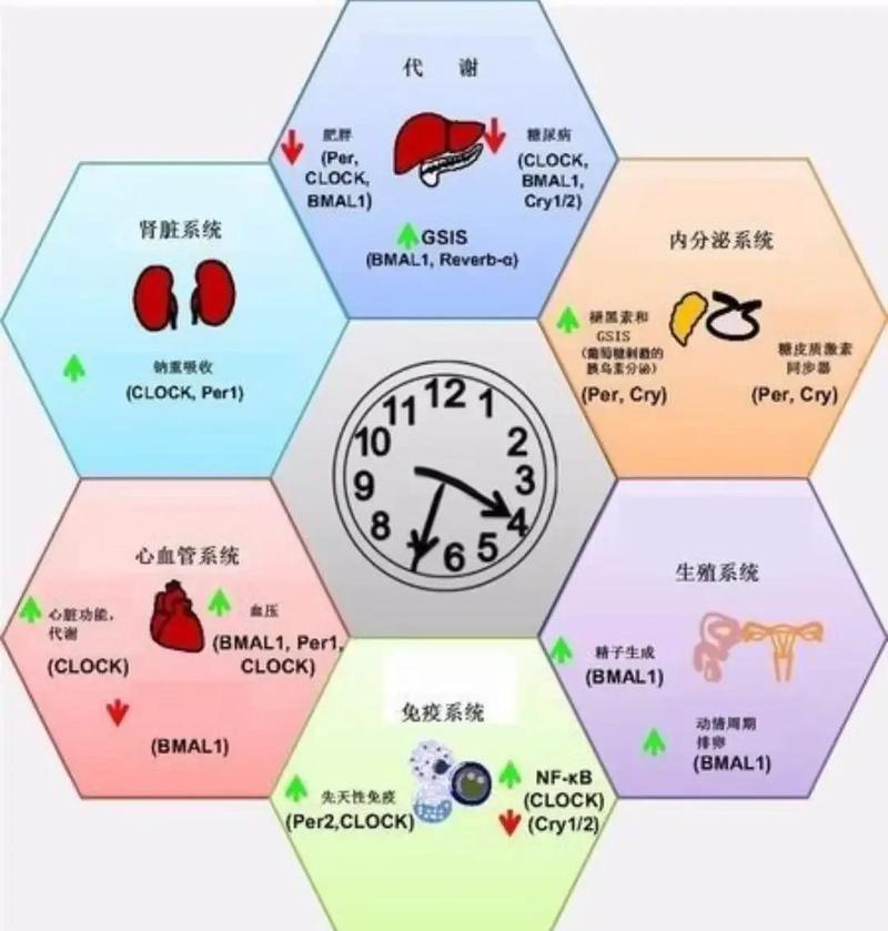 人体昼夜生物钟调节示意图