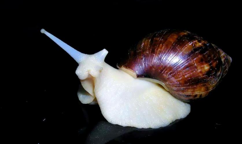 餐桌上的蜗牛：从贫民食物到贵族象征