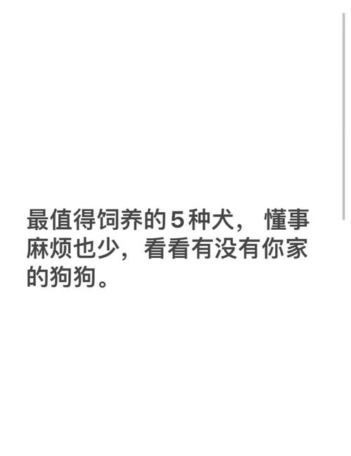 最简单的安排,狗舒服你也省心