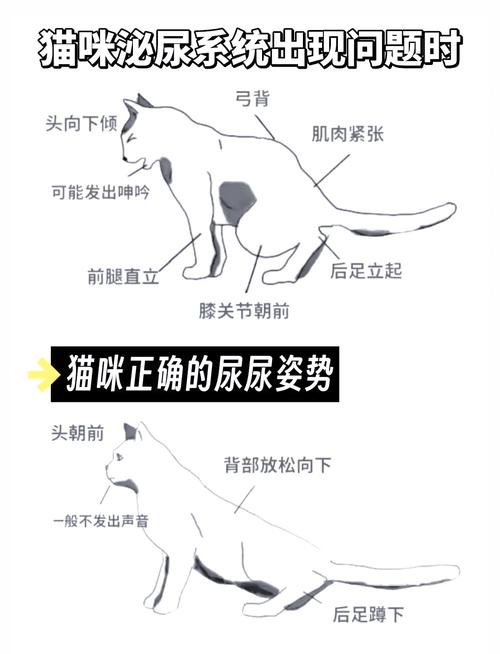 患病猫咪蹲坐猫砂盆排尿示意图
