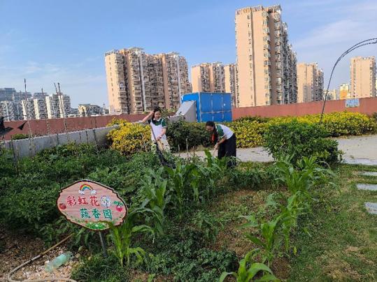 小学生在菜园里给枯萎的植物插感恩标牌生命教育实践