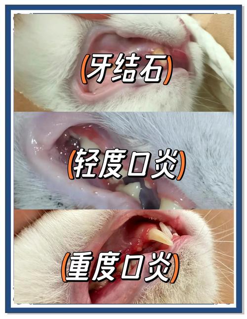 猫口腔早期轻度口炎与牙结石对比图