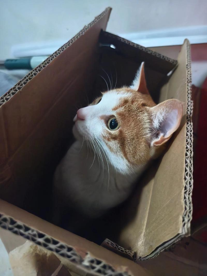 橘猫钻进小纸箱一脸淡定
