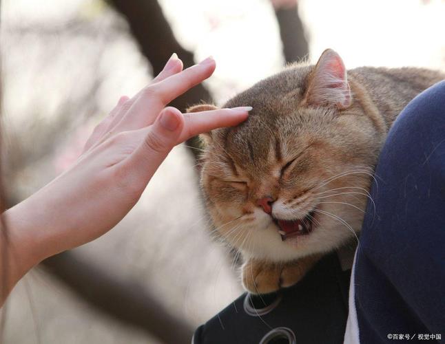 橘猫用头蹭主人手气味腺