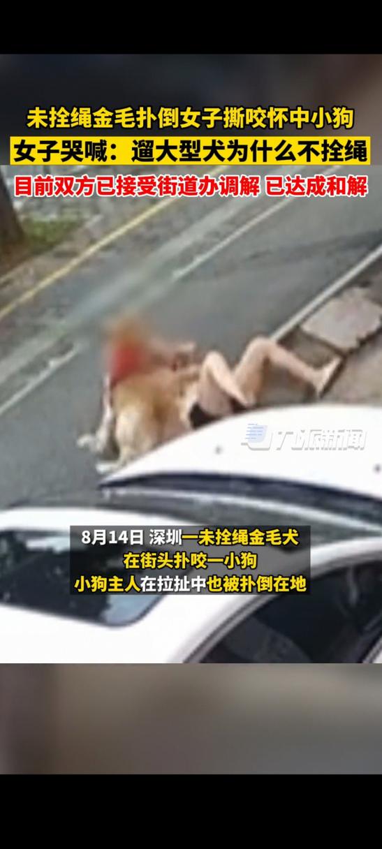 小区未牵绳金毛扑小孩宠物伤人纠纷现场