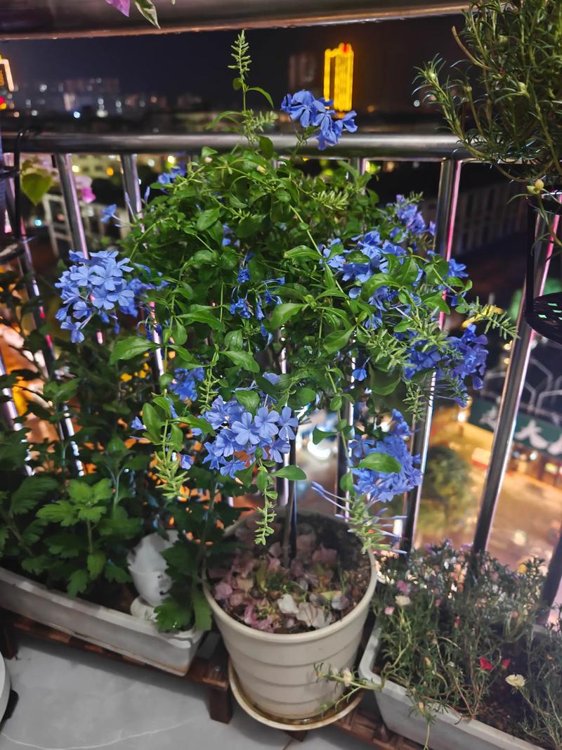 露台花园蓝雪花盛开搭配三角梅图