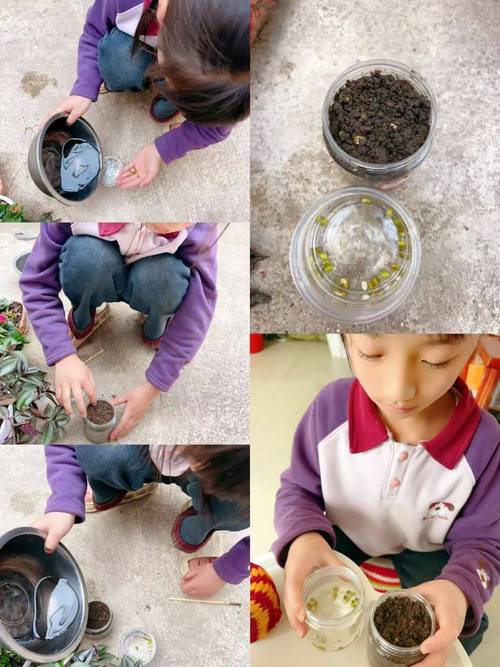 小学生小组合作探究植物生长实验场景
