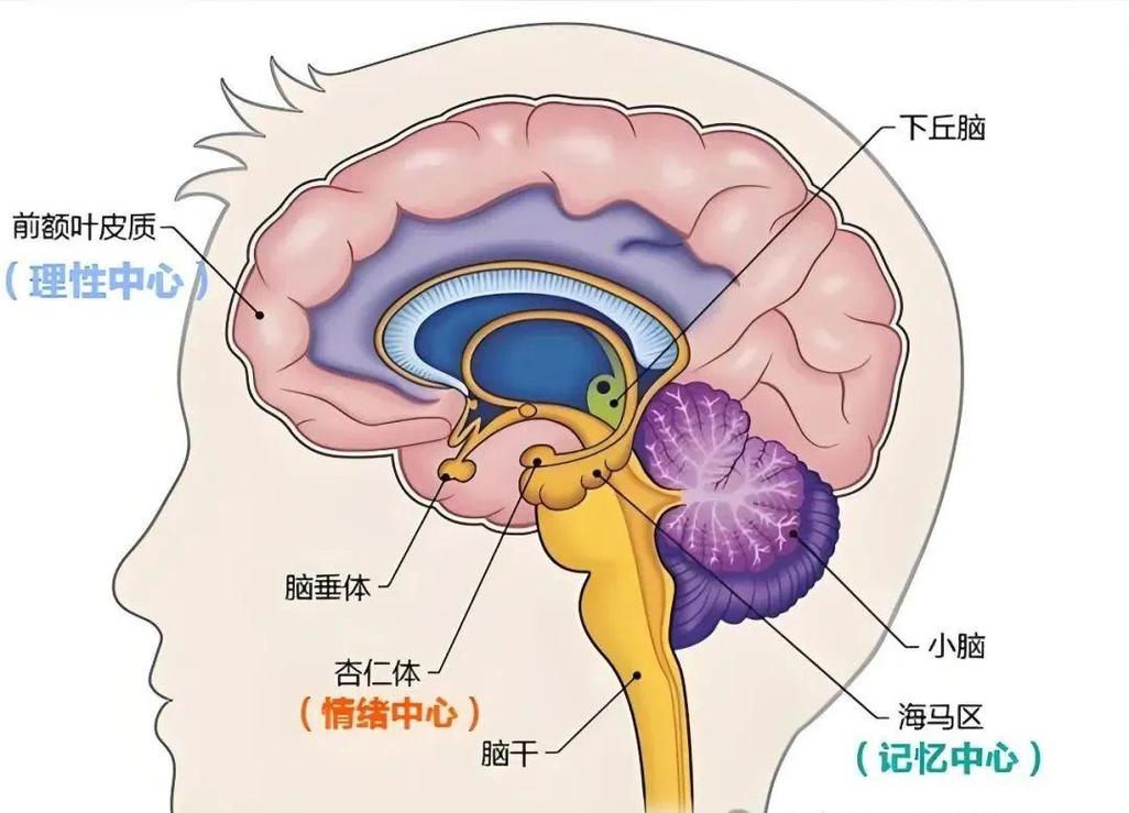 大脑杏仁核警报反应示意图