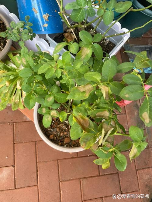 南向窗台夏季正午被强光晒焦的月季新叶特写