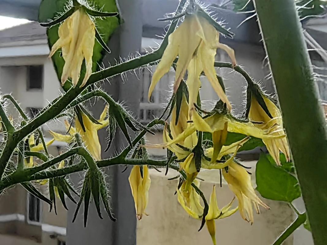 孩子蹲在阳台泡沫箱前用小铲子给番茄苗松土