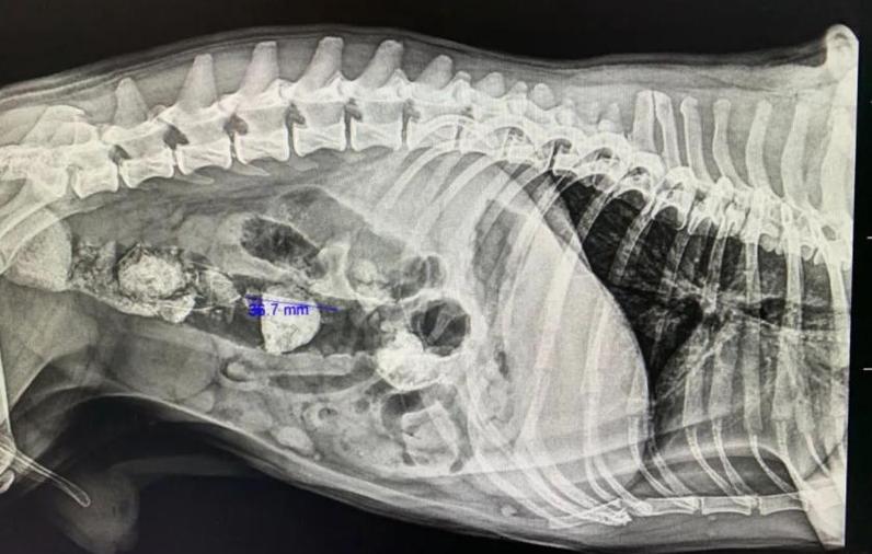 犬肠道异物梗阻X光诊断片